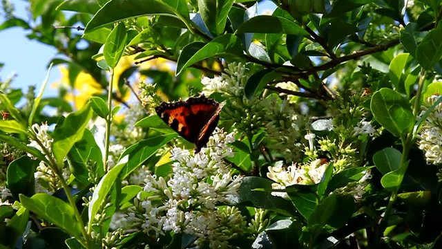 butterfly