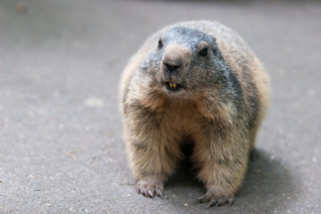 Murmeltier, Marmota