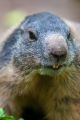 Murmeltier, Marmota
