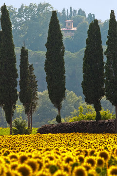 Sonnenblumenfeld und Zypressen in der Toskana, Italien