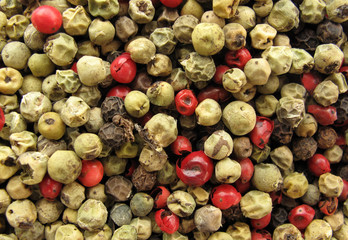 Pepper multicolor macro