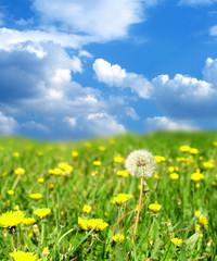 dandelion green field