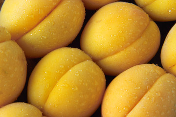Apricot