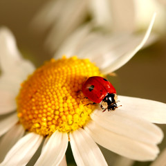 ladybug on camomile