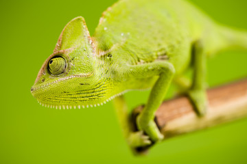 Lizard families
