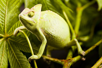 Chameleon on the leaf