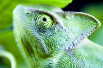 Lizard