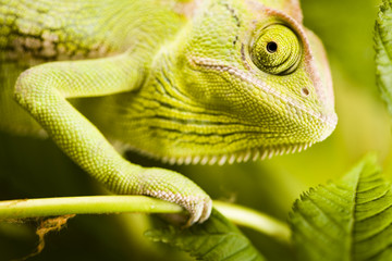 Chameleon on the leaf