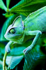 Rolgordijnen Green chameleon © Sebastian Duda