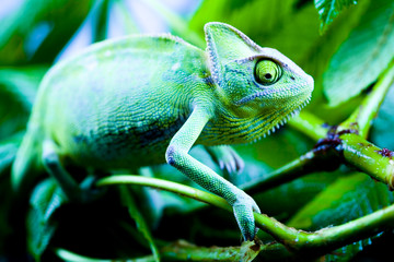 Fototapeta premium Chameleon on the leaf