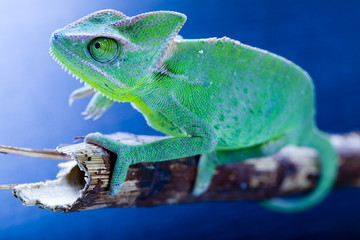 Green chameleon © Sebastian Duda