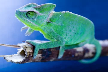 Foto op Canvas Green chameleon © Sebastian Duda