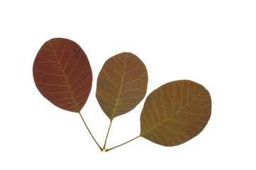 Three leaves