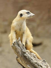 Meerkat on Trunk