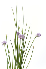 Blooming chives