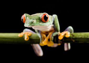 Tree frog