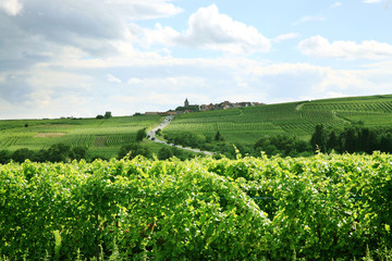 Fototapeta na wymiar Winnica i mała wieś w Alzacji - Francja