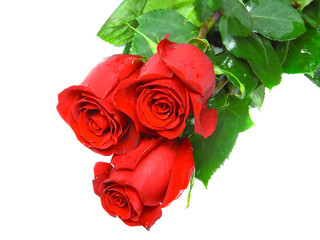 Fototapeta premium Beautiful three red roses isolated on white background.