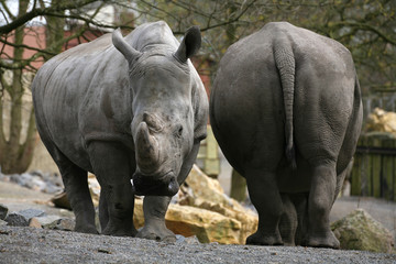 Breitmaulnashorn