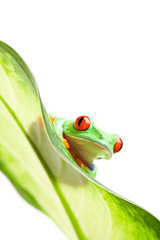 frog on a leaf isolated white