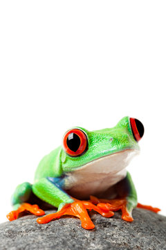 cute frog on a rock isolated white