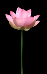 Fototapeta premium ハス（タテ）