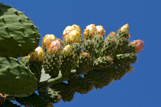 Prickly Pear Cactus Flowers