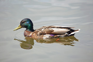 Mallard Duck
