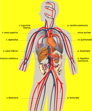 Veins medical diagram