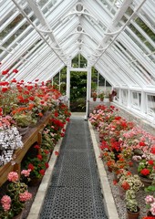 Interior of a traditional greenhouse with geraniums