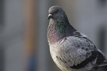 Close up of a bird