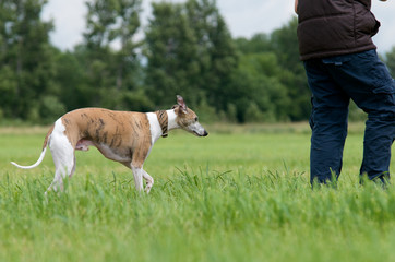 Hund und Mensch l