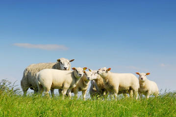 family gathering of sheep