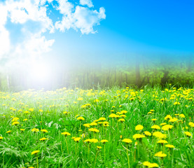 Field of dandelions