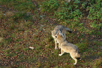 Obraz premium Wölfe