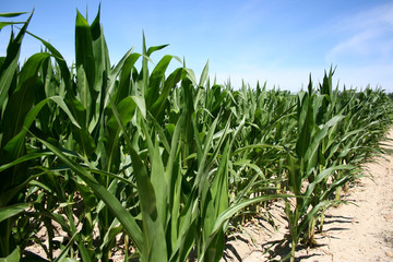 champ de maïs