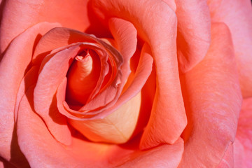 Pink rose flower in closeup
