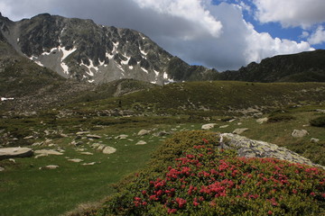 Fototapeta premium wild rhododendrons in Pyrenees