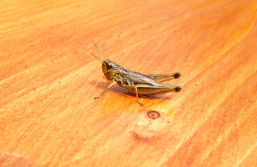 sitting cicada on a wood