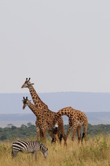 The giraffe (Giraffa camelopardalis) at Masai Mara, Kenya