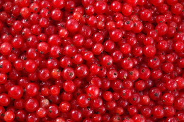 red currant