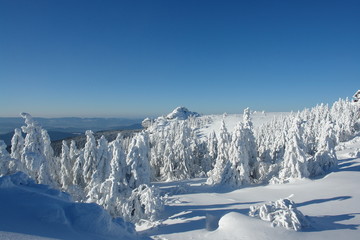 Fototapeta premium Winterlandschaft