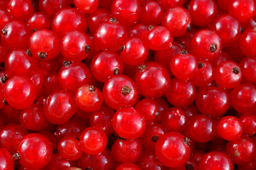 red currant