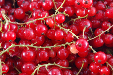 red currant