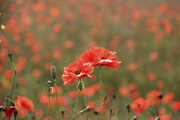 Fototapeta premium Mohnblumen nahe Karlow - Polen