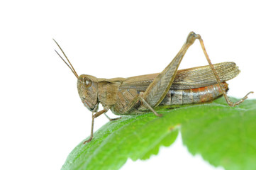 Grashüpfer 8