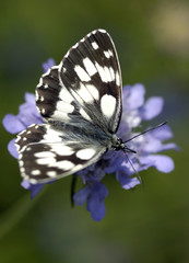 Fototapeta premium Farfalla