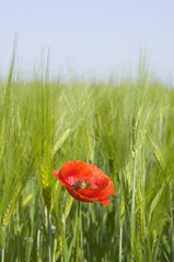 Papavero solitario 3