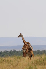 The giraffe (Giraffa camelopardalis) at Masai Mara, Kenya
