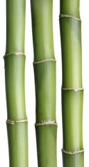 Fototapeta na wymiar Green Bamboo